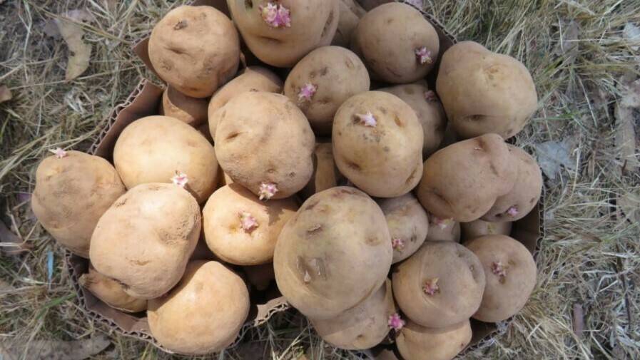 CIP-Matilde-patata-cambio-climatico|CIP-Matilde-patata-cambio-climatico|CIP-Matilde-patata-cambio-climatico